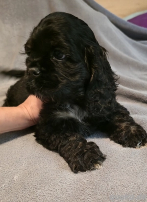 Reinrassige American Cocker Spaniel Weibchen