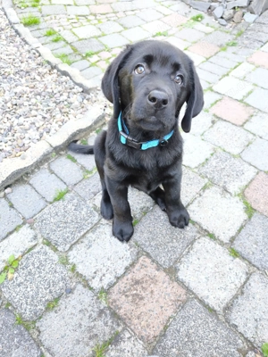 Labradorwelpe (Rüde) sucht sein 4ever Home
