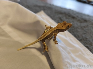 Mehrer Kronengecko Jungtiere 