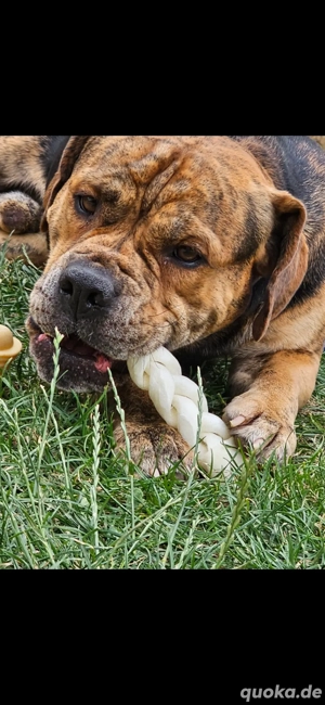 Rüde Mischling kastriert sucht liebevolles zuhause 