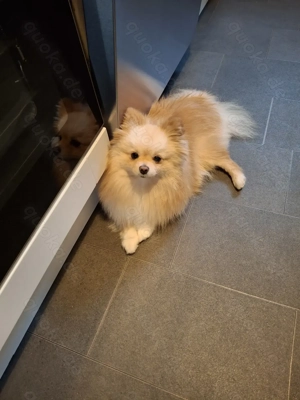 Zwergspitz Pomeranian Junghündin mit Ahnentafel