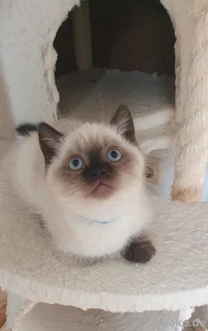 Bkh Kitten .Point Farbe.Blau Augen.