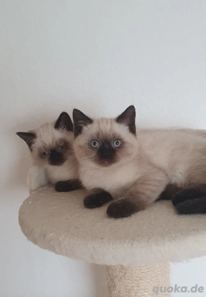 Britisch kurzhaar kitten. Blau Augen