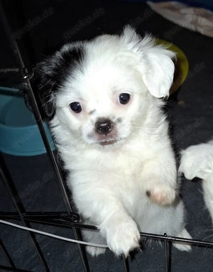 Süßer Chihuahua Pekinese Mix Welpe Hündin mit Handicap 