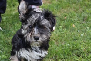 Havaneser Welpen Bild 2