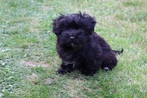 Havaneser Welpen Bild 4