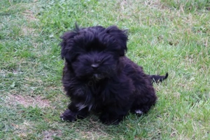 Havaneser Welpen Bild 3