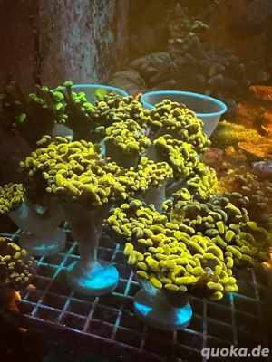 Meerwasser Euphyllia paraancora 24k