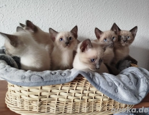 Wunderschöne Siamkatzen Blue Point 