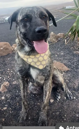 Nando der liebe treue wunderschöne Bardino wartet in 82284 auf Dich