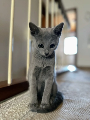 (noch eine übrig) RussichBlau mit Zuchtfreigabe vom Hobbyzüchter (ICF Verein) Bild 2