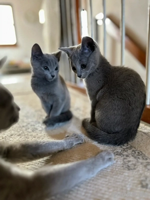(noch eine übrig) RussichBlau mit Zuchtfreigabe vom Hobbyzüchter (ICF Verein) Bild 3