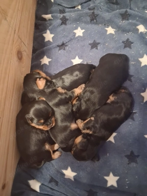 Yorkshire Terrier Welpen 