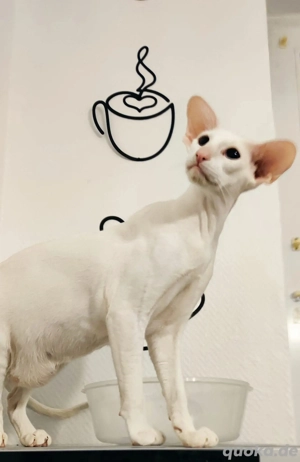 OKH Orientalisch Kurzhaar Kater abzugeben