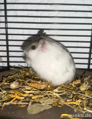 zwerghamster mit käfig zu verkaufen