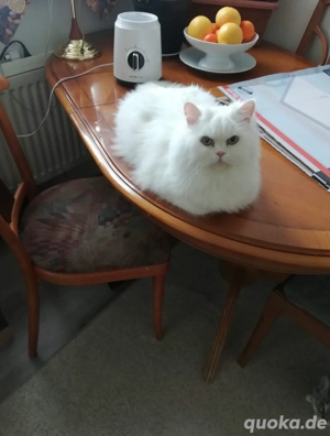 langhaar Katze mit blauen Augen