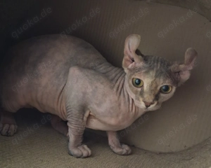 Sphynx Elfe sucht Zuhause