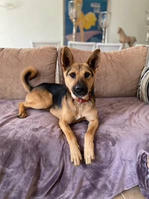 AVO wünscht sich ein Traumkörbchen