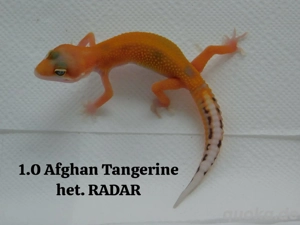 Verschiedene Leopard Männchen abzugeben | Eublepharis macularius 