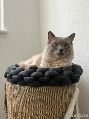 Deckkater Reinrassig Heilige Birma