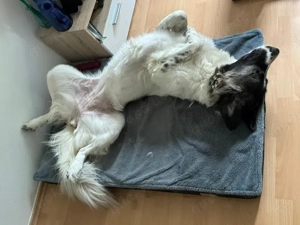 Kaukasen Weibchen zu Verkaufen