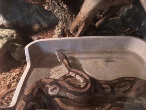 Black het. Phantom Mojave  Königspython