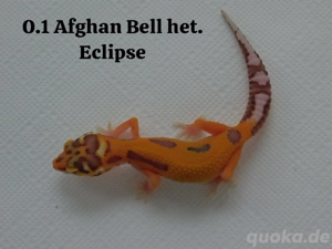  Verschiedene Leopardgecko Weibchen abzugeben! Eublepharis macularius 
