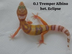  Verschiedene Leopardgecko Weibchen abzugeben! Eublepharis macularius 