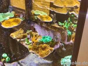 Meerwasser Koralle Ableger SPS LPS Montipora Caulastraea Acropora