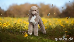 Grosspudel Rüde 1Jahr apricot  Fawn weiss