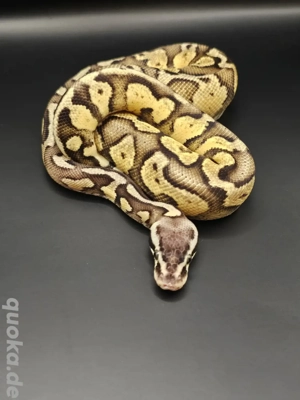 Pastel Gravel 0.1 Königspython 