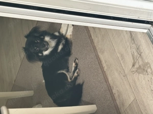 Chihuahua Mix Junghund