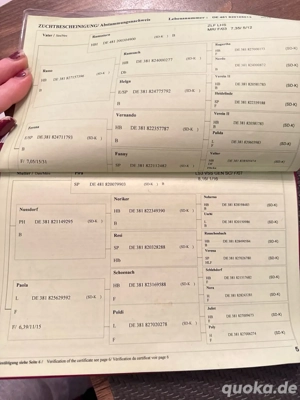 Deckhengst sucht Traumzuhause!