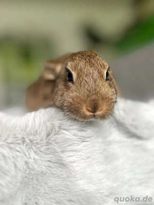 Junge Deutsche Riesen Mix Kaninchen | Handzahm