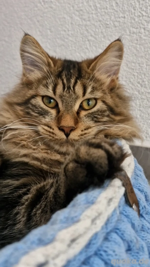 Kitten Katzenbaby Kater Kurilian Bobtail mit Stammbaum 