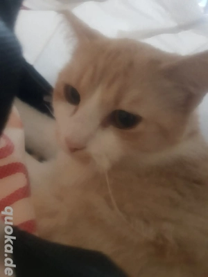 1 Jahr Junge Katzen BKH mix