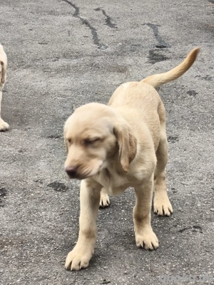 Wunderschöne Laprador Welpen - verspielt & bereit fuer neues Zuhause    Bild 1