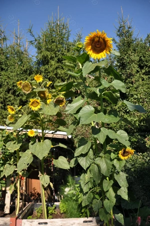 Blumen- und Gemüsesamen