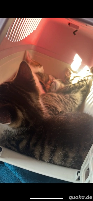 Kitten zum 30.10.2025