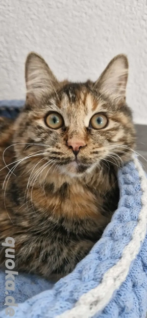 Kitten Katze Katzenbaby Kurilian Bobtail 