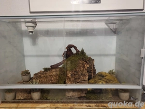 Terrarium+königsnatter weibchen