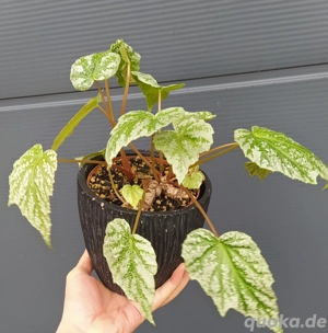 Begonia palmata 'snow splash' 