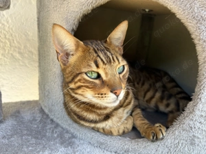 Zwei liebevolle Bengal-Kater   suchen ein Zuhause mit Garten & Herz   