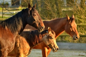 suche Stall, Hofstelle, Stalltrakt zur Pacht