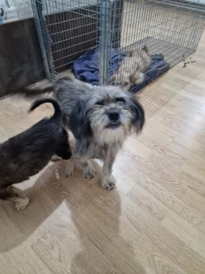 Nana, kleine, sehbehinderte aber fröhliche Hündin sucht ihre Menschen