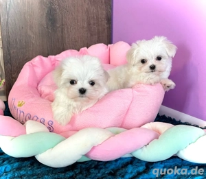 Malteser welpen koreanische typ mit Stammbaum