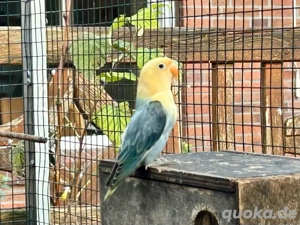 diverse opalin dilute pfirchköpfchen yellowface blau grün Bild 2