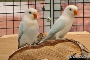 diverse opalin dilute pfirchköpfchen yellowface blau grün Bild 4