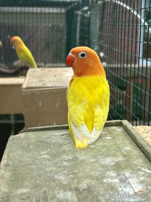 diverse opalin dilute pfirchköpfchen yellowface blau grün Bild 5