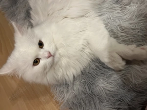 Sibirische Katzen Bild 2